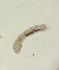 Macrostomorpha