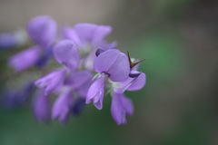 Desmodium cuspidatum