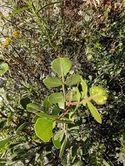 Rhus chondroloma