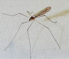 Limoniidae
