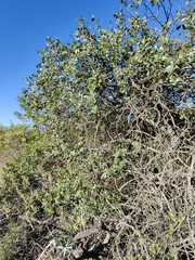 Rhus chondroloma