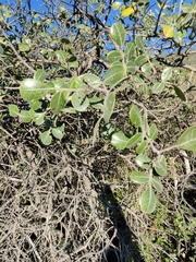 Rhus chondroloma