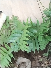 Thelypteridaceae