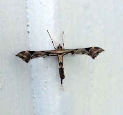 Platyptilia