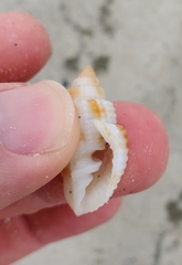 Cancellaria reticulata