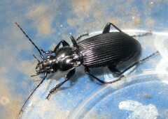 Pterostichus niger