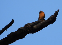 Mitrephanes phaeocercus