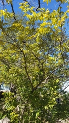Ungnadia speciosa