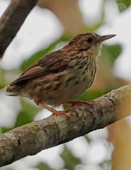 Pellorneum ruficeps