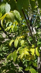 Ungnadia speciosa