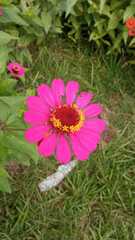 Zinnia