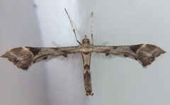 Platyptilia