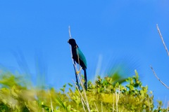 Cyanocorax yucatanicus