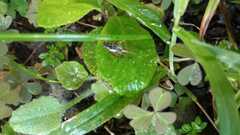 Eunemobius carolinus