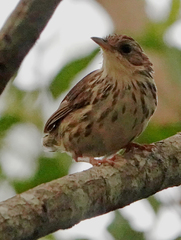 Pellorneum ruficeps