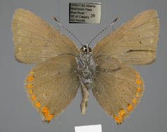 Satyrium titus