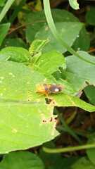 Oncometopia hamiltoni