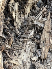Leiobunum