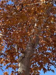 Acer grandidentatum