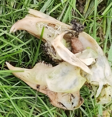 Oryctolagus cuniculus