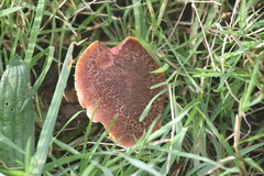 Xerocomellus cisalpinus