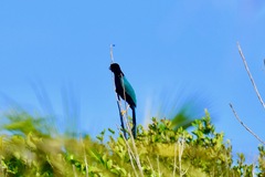 Cyanocorax yucatanicus