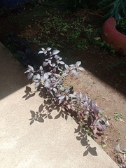 Alternanthera brasiliana