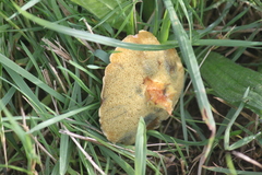 Xerocomellus cisalpinus