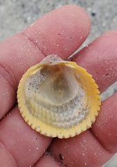 Dallocardia muricata