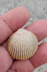 Dallocardia muricata