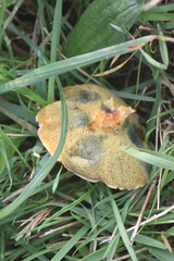 Xerocomellus cisalpinus