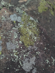 Phaeophyscia adiastola