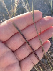Aristida adscensionis