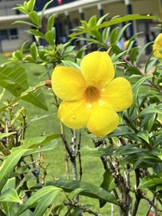 Allamanda