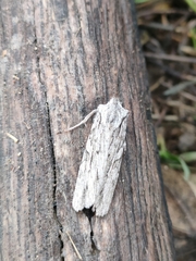 Lithophane leautieri