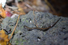 Eurycea quadridigitata