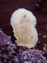 Geitodoris heathi