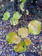 Pyrus
