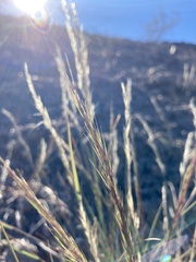 Aristida adscensionis