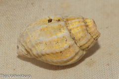 Tritia reticulata