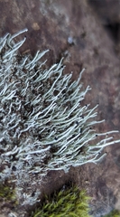 Pilophorus acicularis