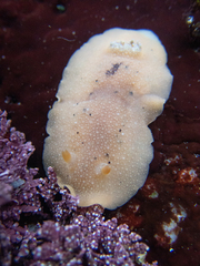 Geitodoris heathi