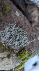 Pilophorus acicularis