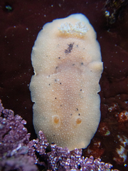 Geitodoris heathi