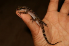 Cyrtodactylus