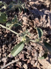 Ditaxis serrata