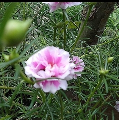 Portulaca