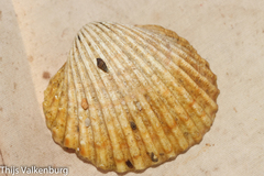 Acanthocardia echinata
