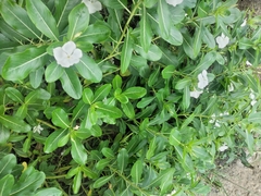 Ruellia metziae