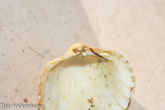 Acanthocardia echinata